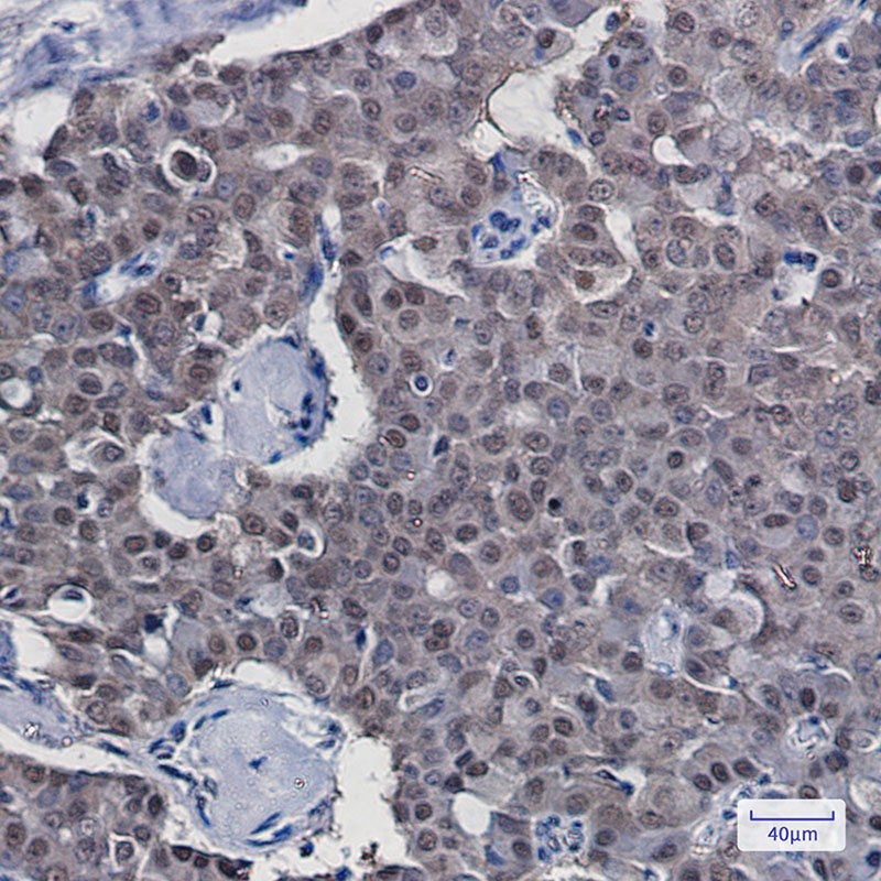 Rabbit Monoclonal Antibody to COPS8