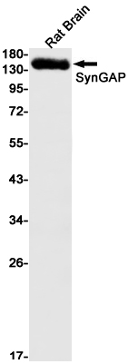 SynGAP