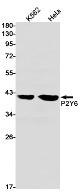 P2Y6