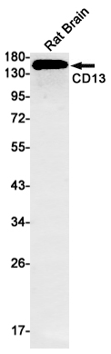 CD13