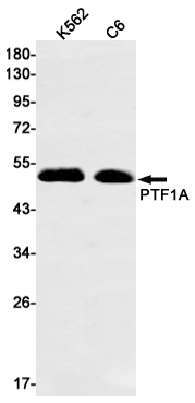 PTF1A