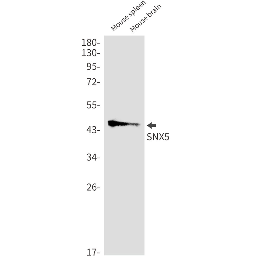 SNX5