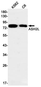 ASH2L