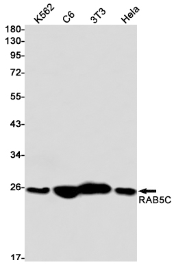 Rab5C