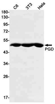 PGD