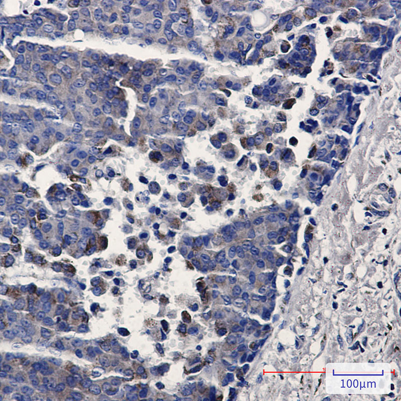 Rabbit Monoclonal Antibody to TREX1