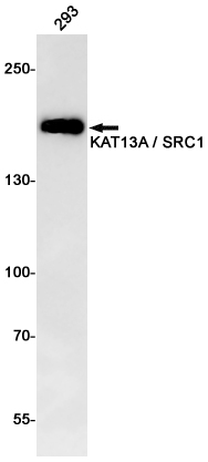 KAT13A