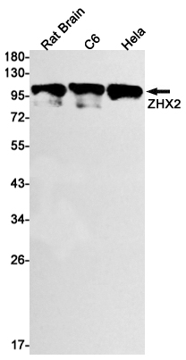 ZHX2