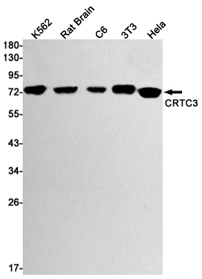 CRTC3