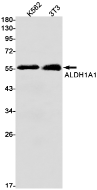 ALDH1A1