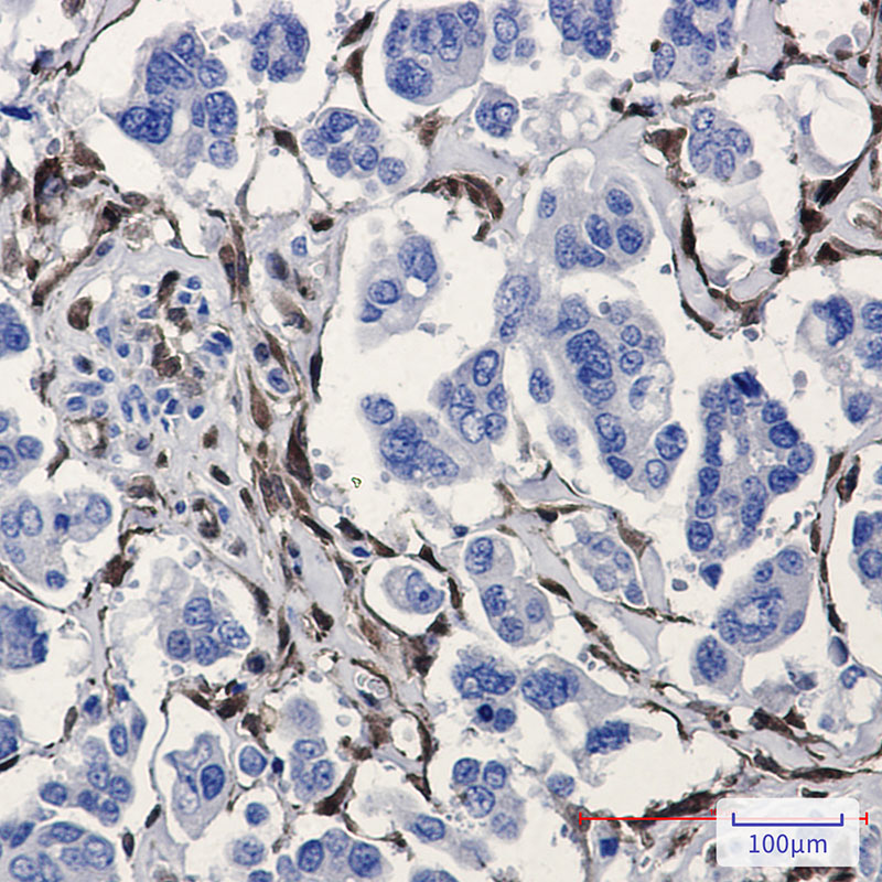 Rabbit Monoclonal Antibody to ALDH1A1