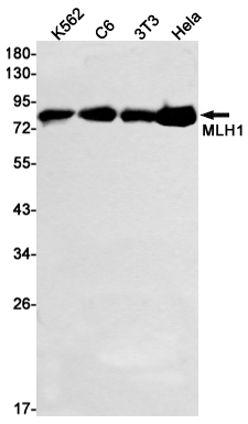 MLH1