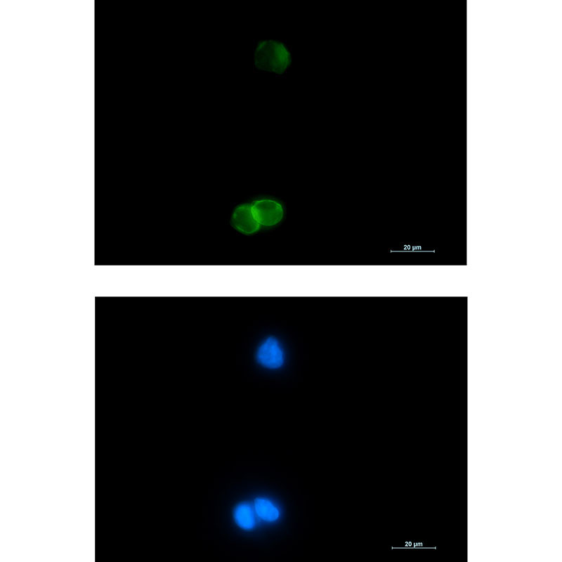Rabbit Monoclonal Antibody to Glycophorin C