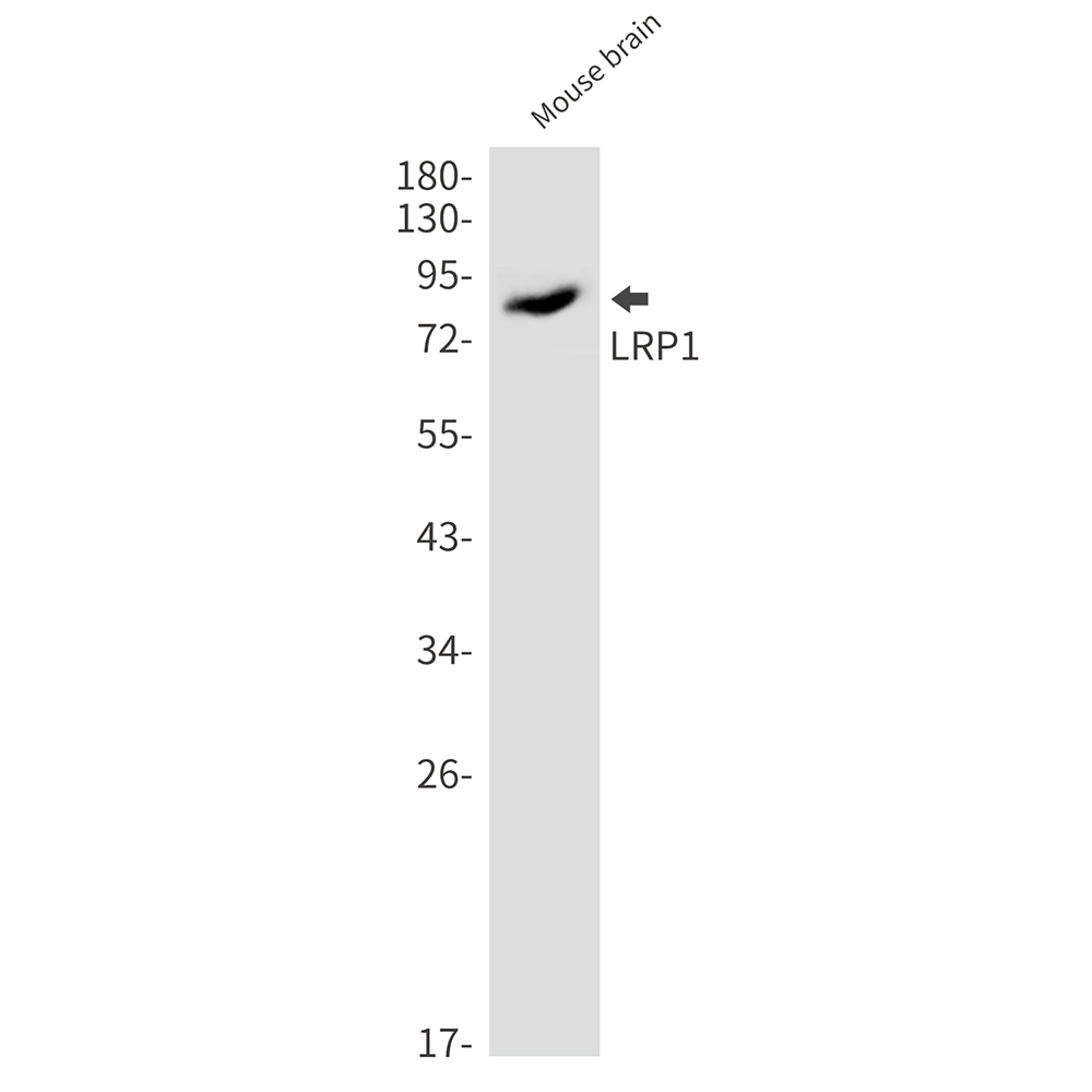 LRP1