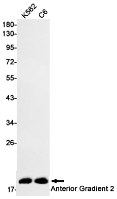 Anterior Gradient 2