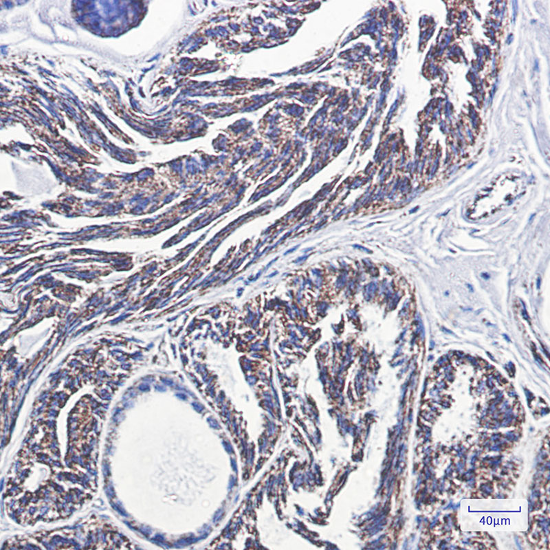 Rabbit Monoclonal Antibody to PBR