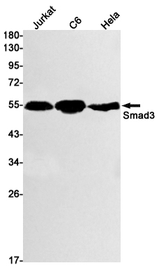 Smad3
