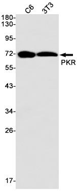 PKR