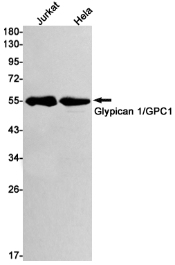 Glypican 1