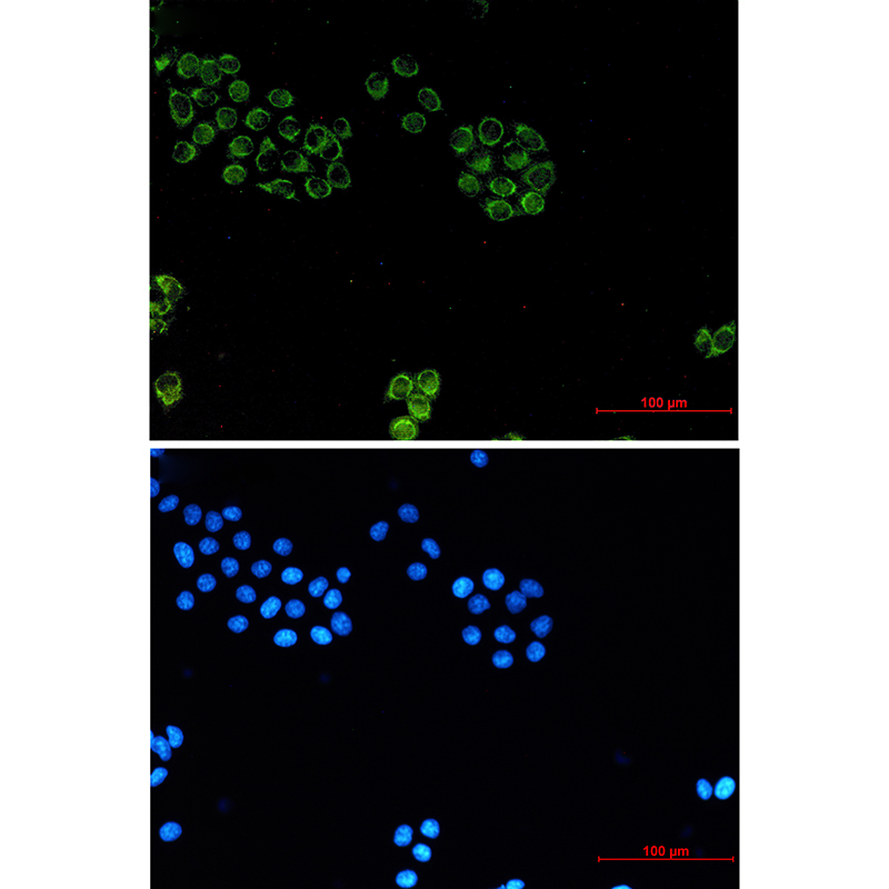 Rabbit Monoclonal Antibody to Glypican 1
