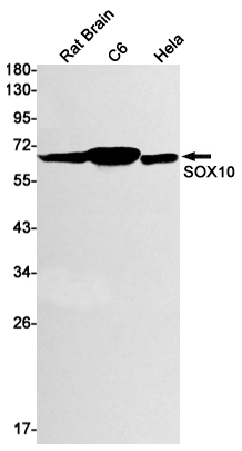 SOX10