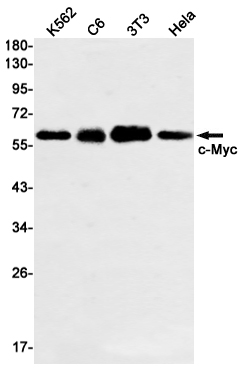 c-Myc