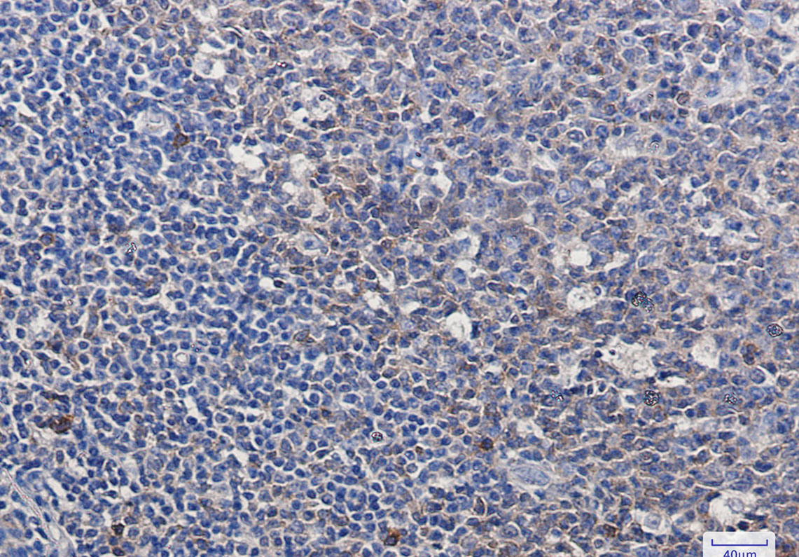 Rabbit Monoclonal Antibody to Caspase 3