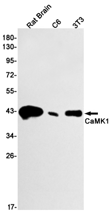 CaMK1