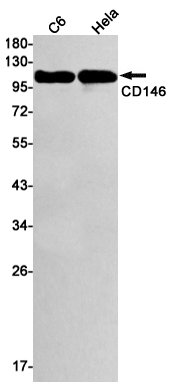 CD146