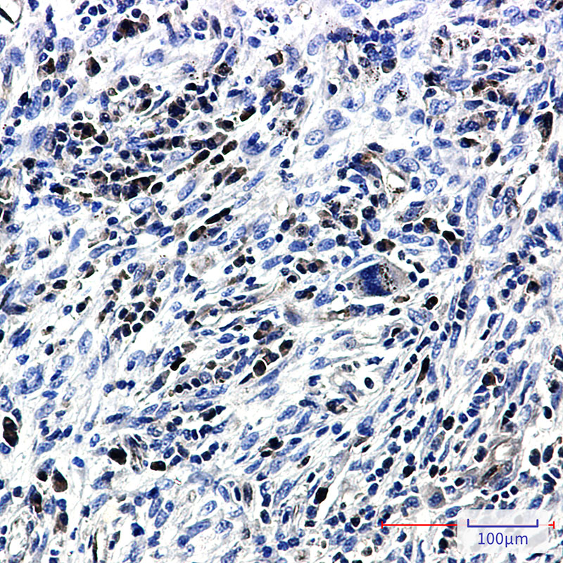 Rabbit Monoclonal Antibody to Caspase 3