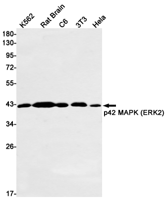 ERK2