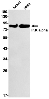 IKK alpha