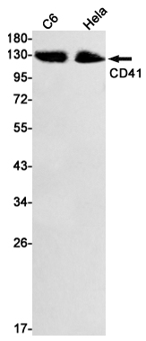 Integrin alpha IIb