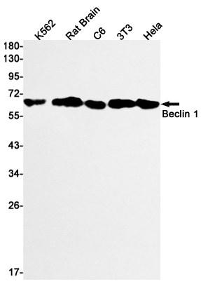 Beclin 1