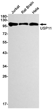 USP11