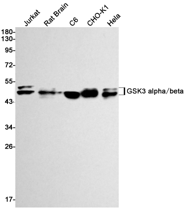 GSK3 alpha/beta