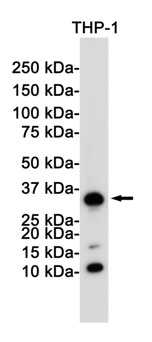 CD8 alpha