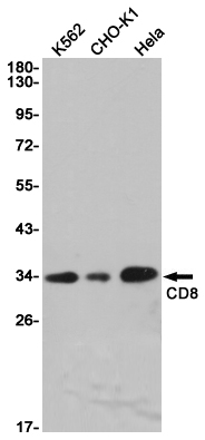 Rabbit Monoclonal Antibody to CD8 alpha