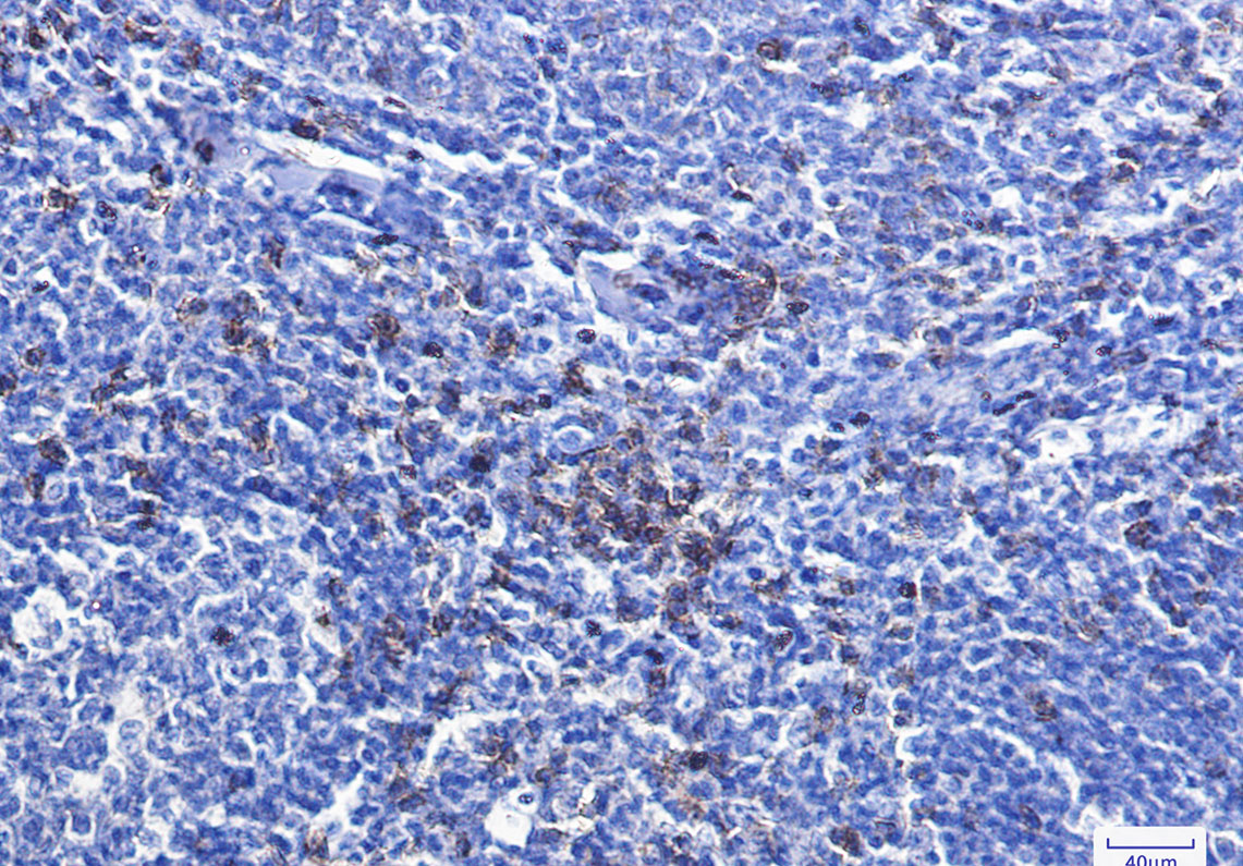 Rabbit Monoclonal Antibody to CD8 alpha