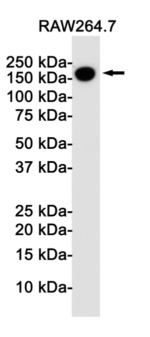 CD11b