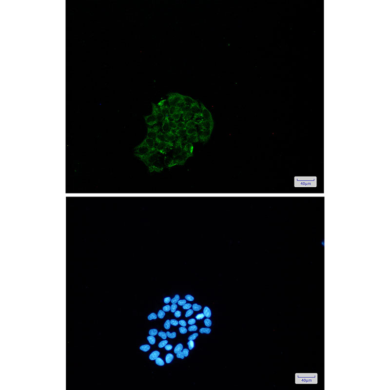 Rabbit Monoclonal Antibody to BNIP3