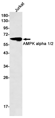 AMPK alpha