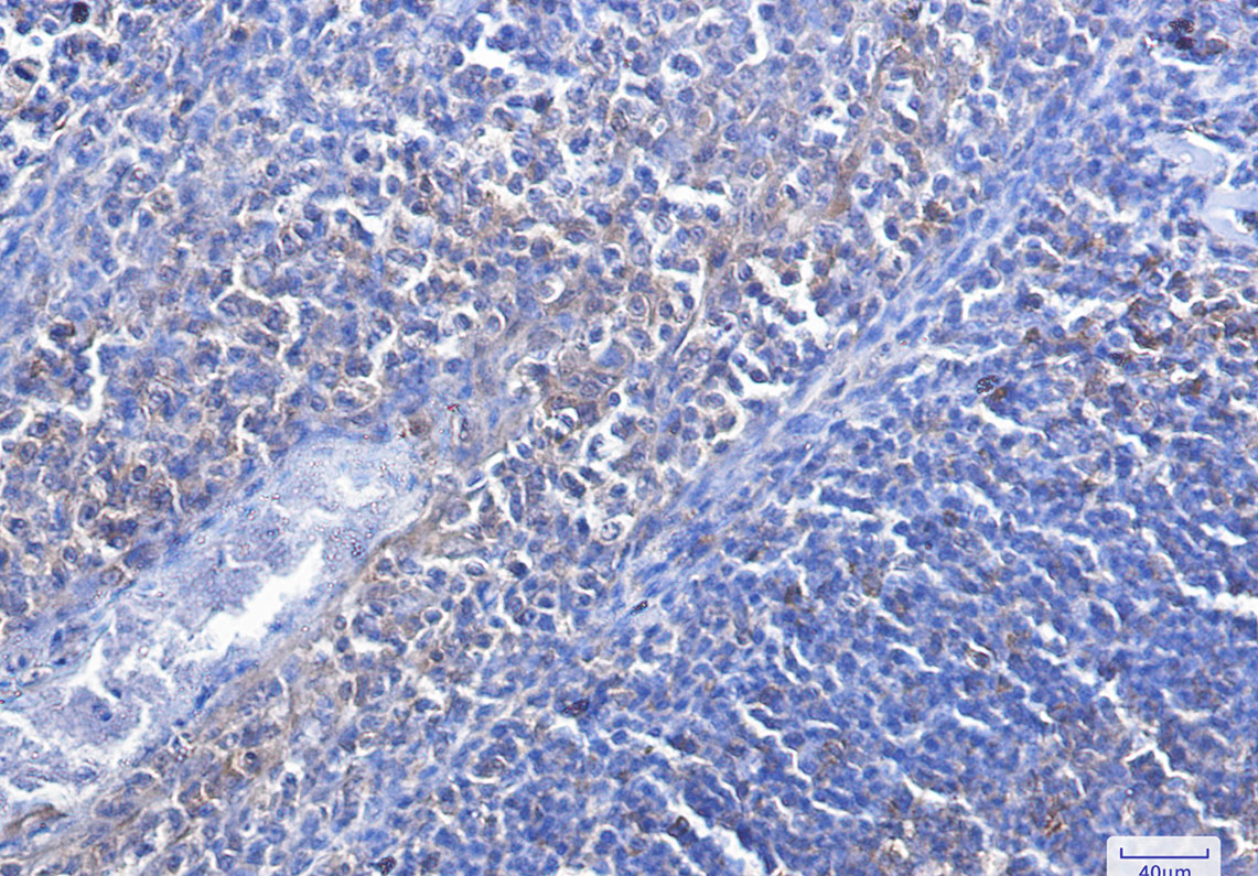 Rabbit Monoclonal Antibody to Caspase 3