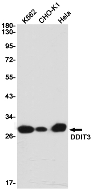 Rabbit Monoclonal Antibody to DDIT3