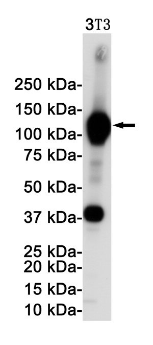 Rabbit Monoclonal Antibody to VCAM1