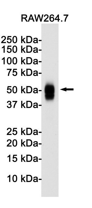 CD63