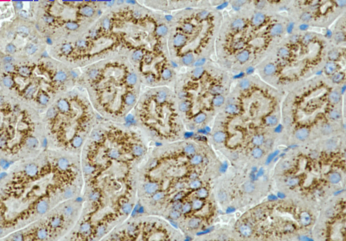 Rabbit Monoclonal Antibody to CD63