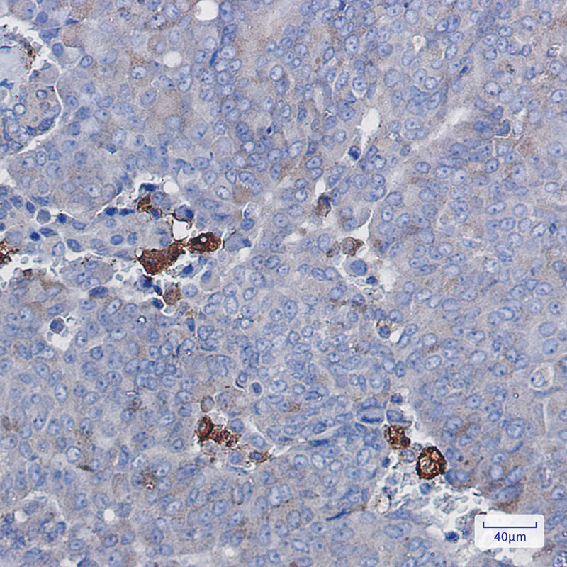 Rabbit Monoclonal Antibody to Amyloid Precursor Protein