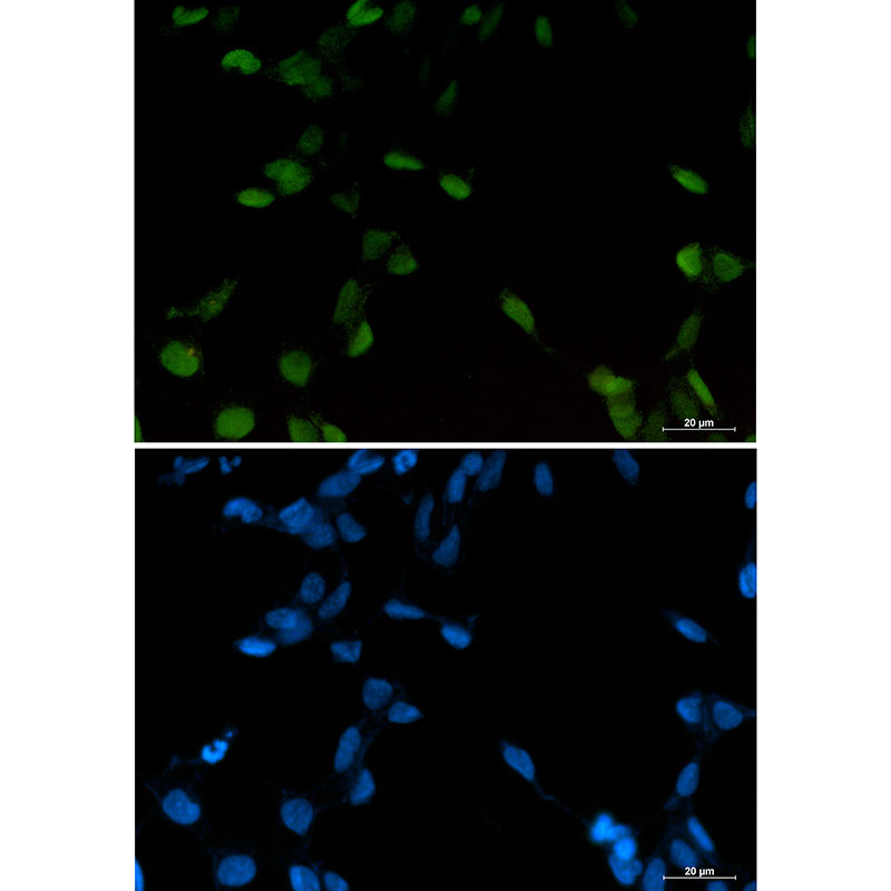 Rabbit Monoclonal Antibody to c-Jun