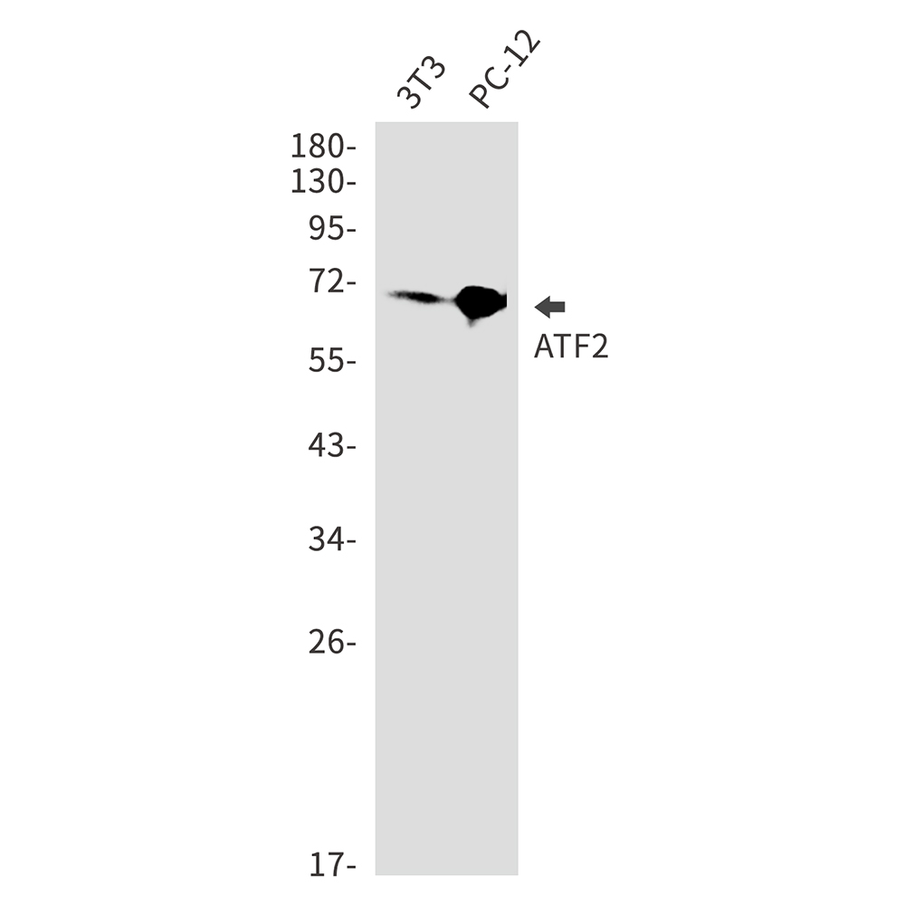 ATF2